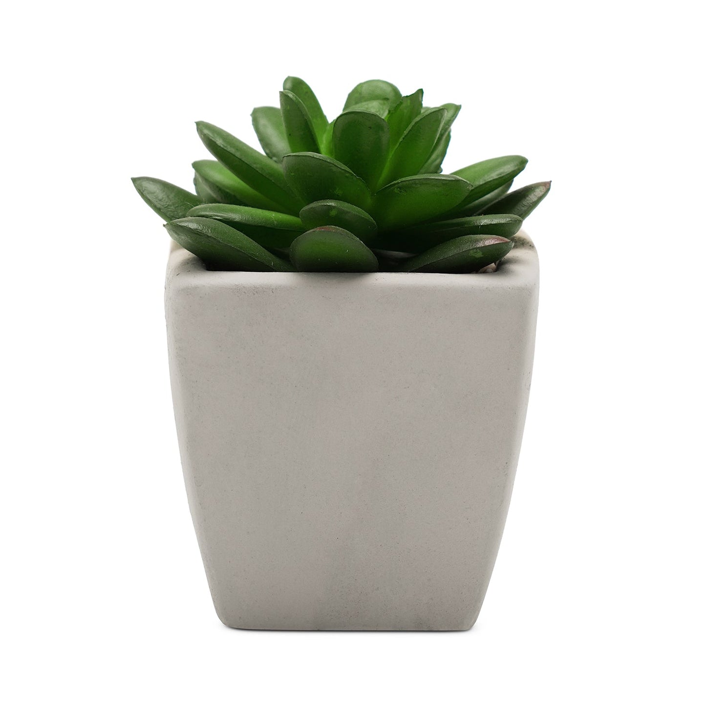 Set of 2 Potted Green Cactus