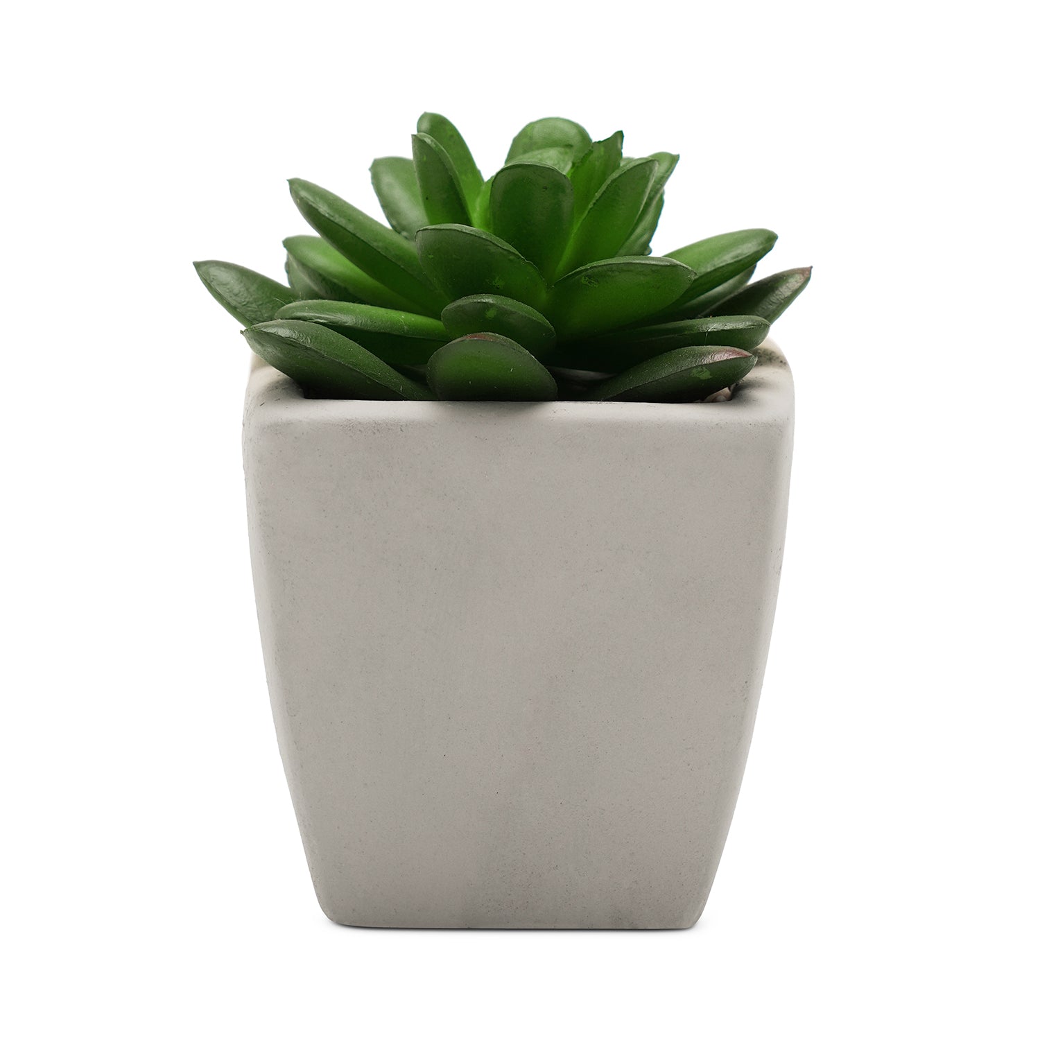 Set of 2 Potted Green Cactus