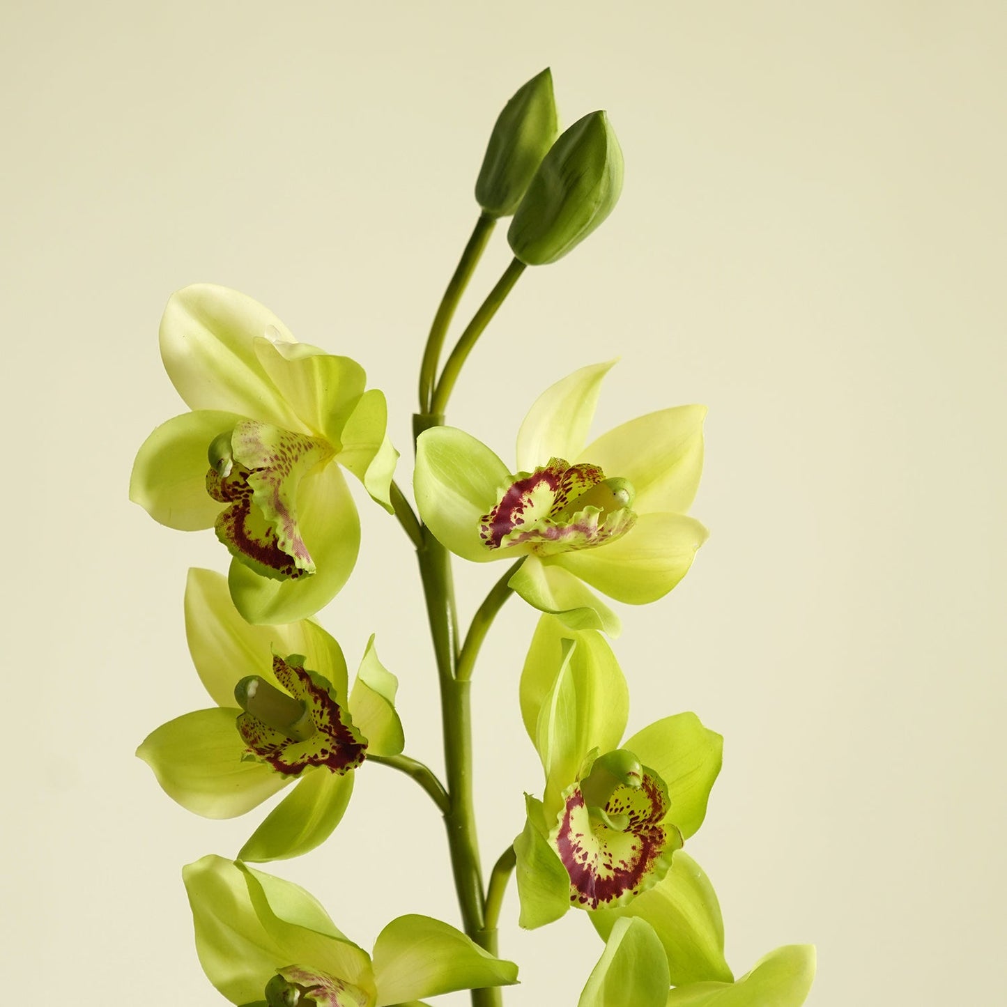 Green Faux Boat Orchid Spray Single