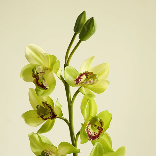 Green Faux Boat Orchid Spray Single