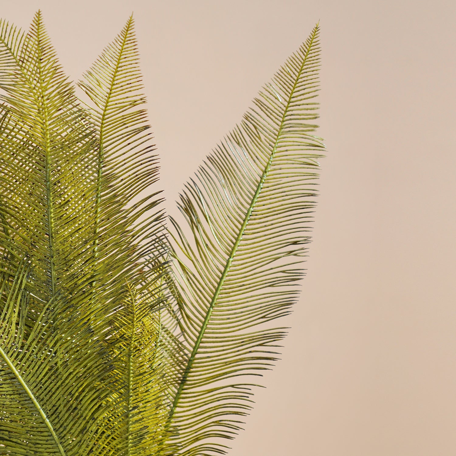 Green Fern Bush