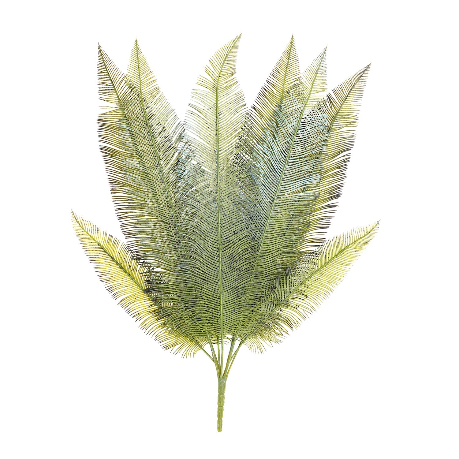 Green Fern Bush