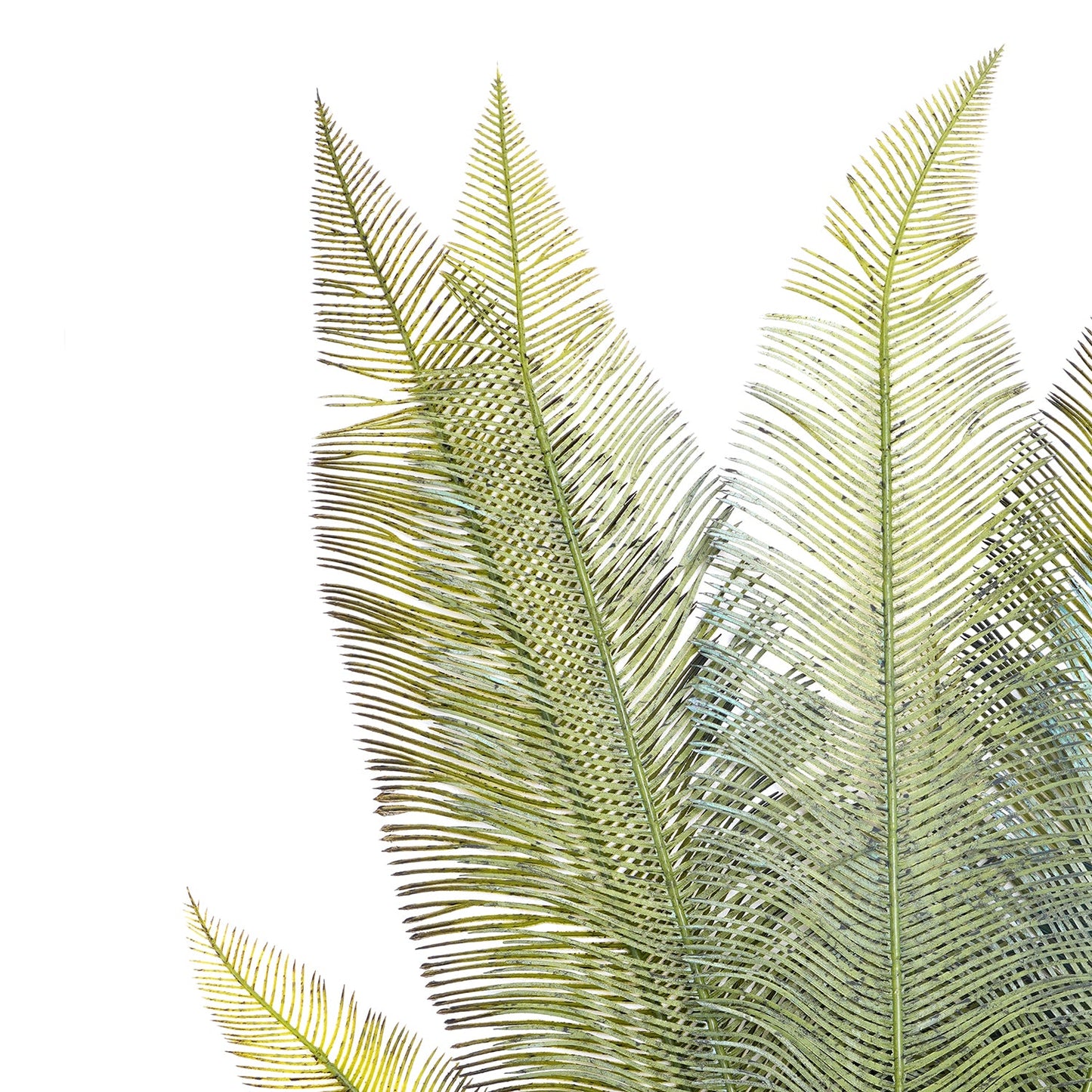 Green Fern Bush