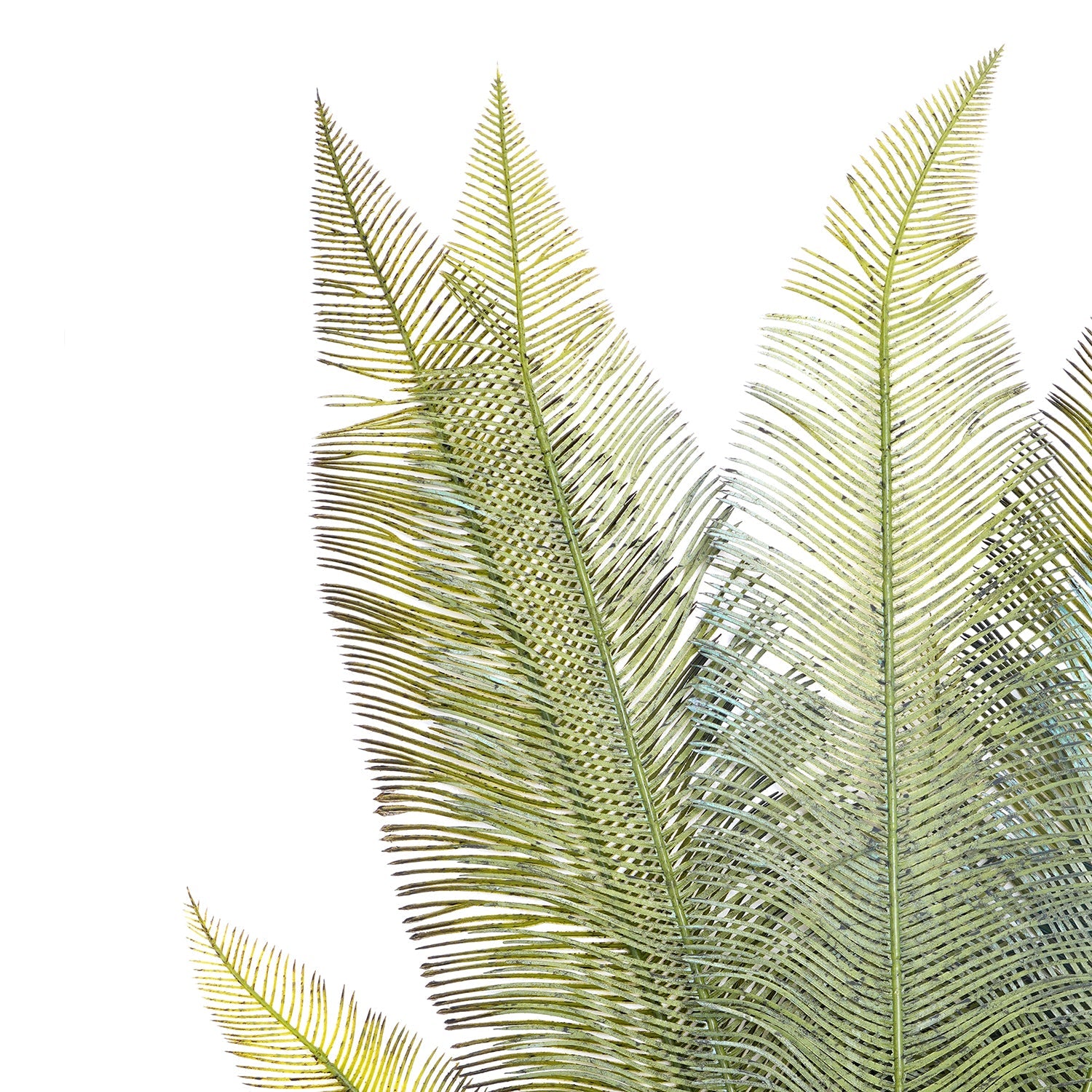 Green Fern Bush