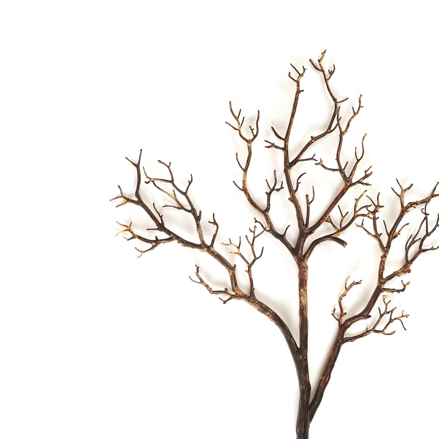 Brown Dry Stem