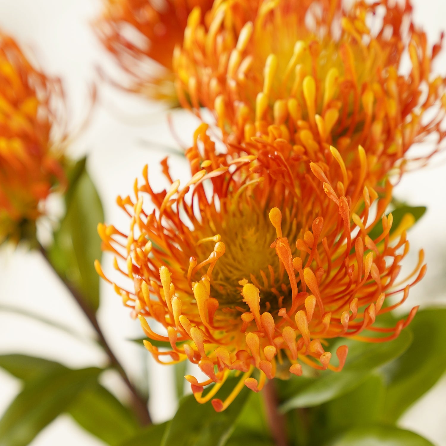 Yellow Pincushion Artificial Stem - Single