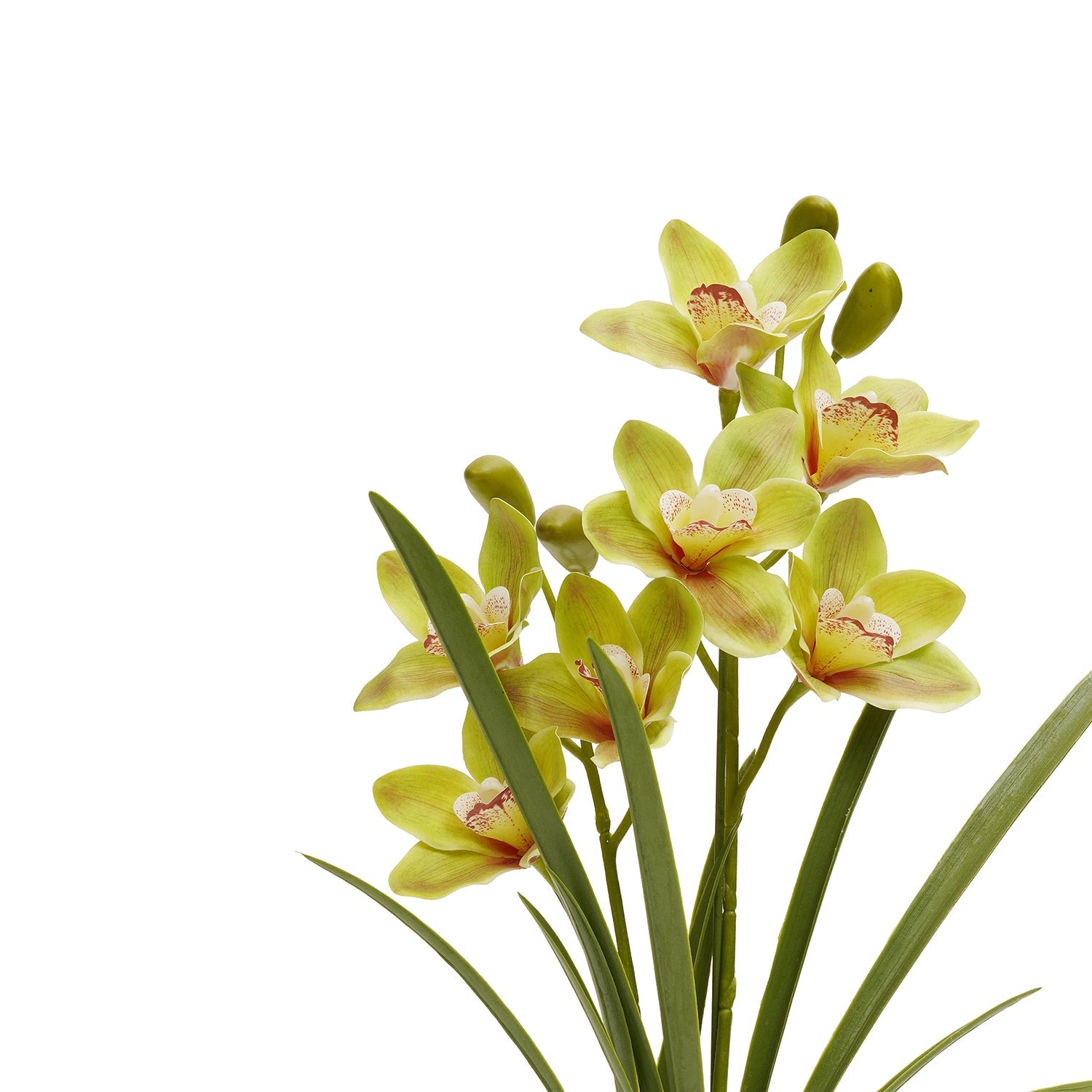 Green Artificial Cymbidium in Ceramic Pot