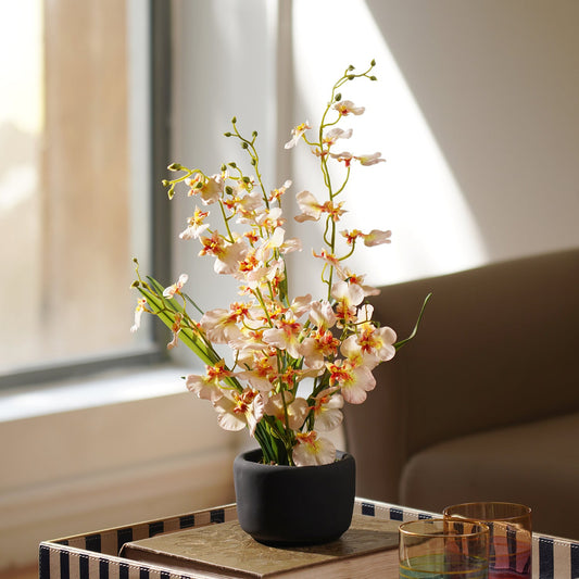 Ivory Artificial Dancing Lady Orchid in Cement Pot