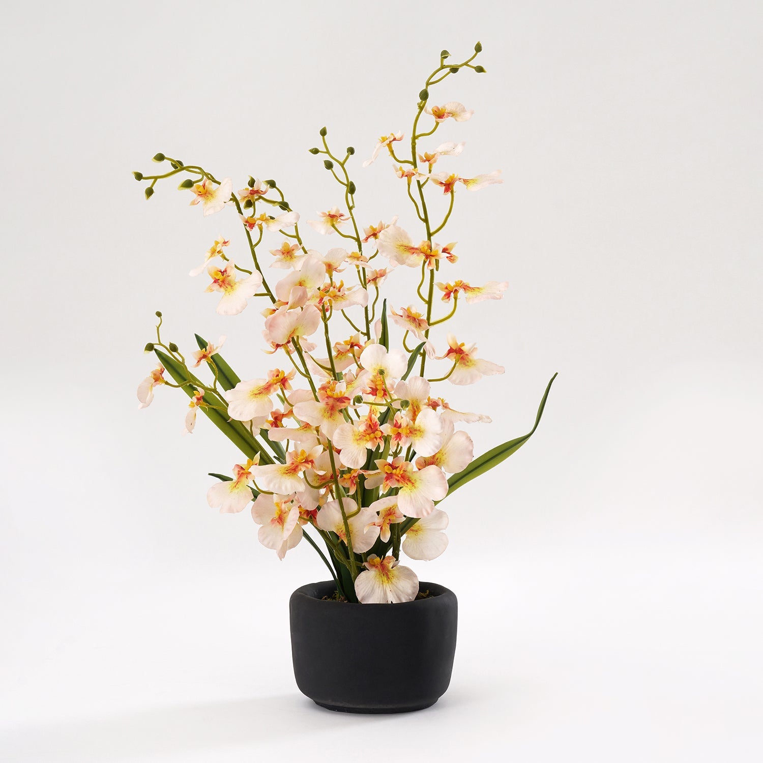 Ivory Artificial Dancing Lady Orchid in Cement Pot