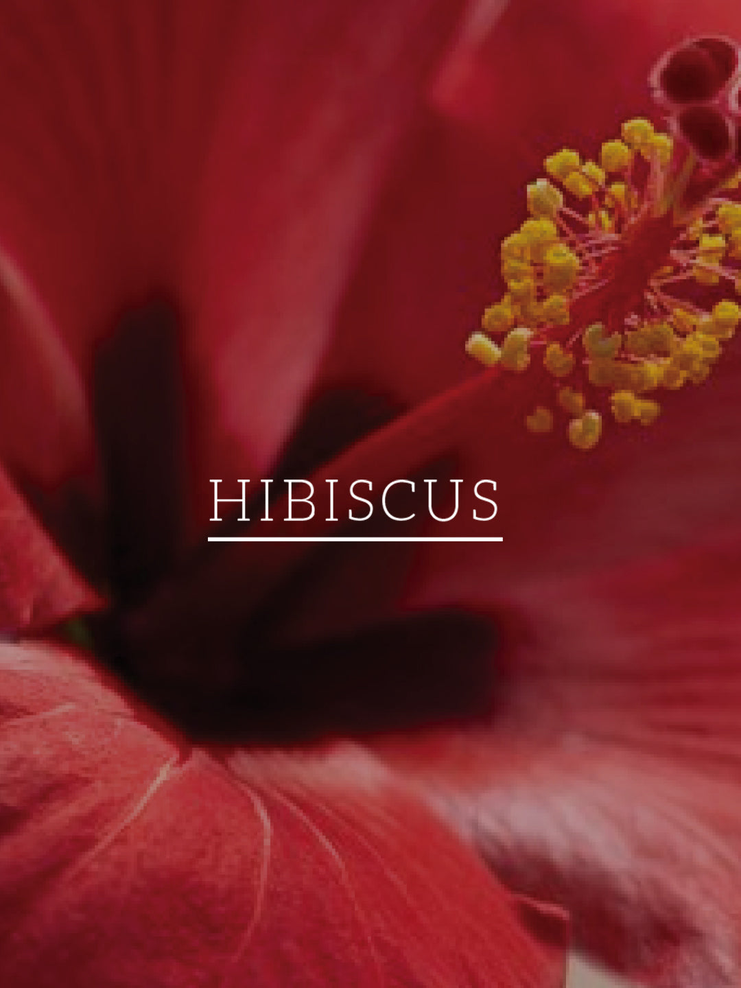 Hibiscus & Aloe Vera Hair Oil - Mineral Oil, Silicones, Synthetic Fragrance Free 200ml