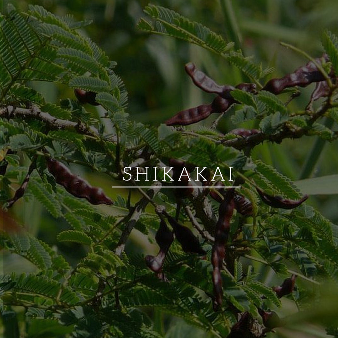 Shikakai & Honey Shampoo - Powered Botanics 310ml