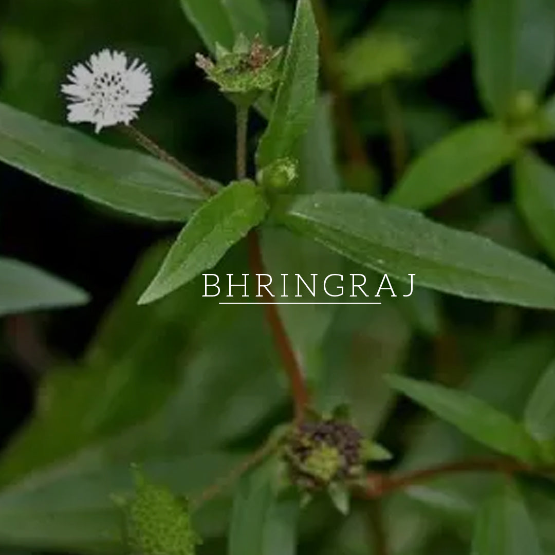 Amla & Bhringraj Hair Cleanser - SLS, Parabens, Color, Salt & Artificial Fragrance Free 310ml