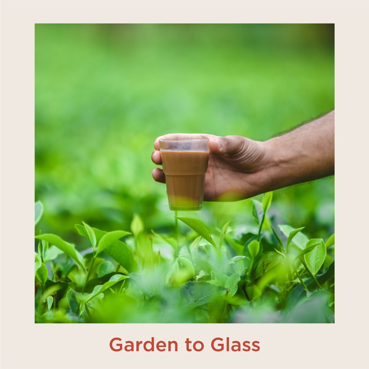 Signature Assam Masala Loose Leaf Tea – 200g 200g