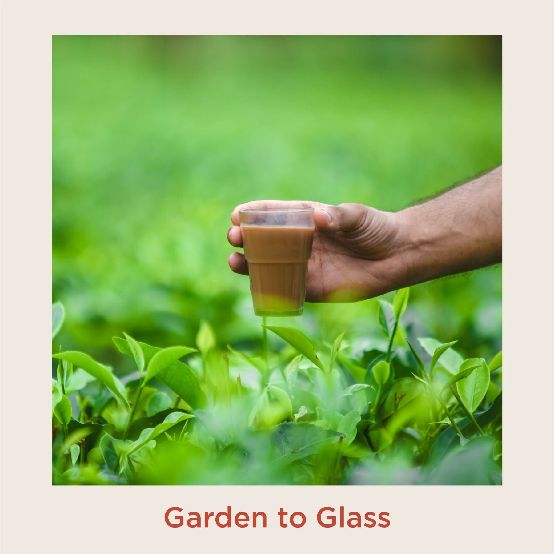 Signature Assam Masala Tea - Pack of 2 (200g each) 200g