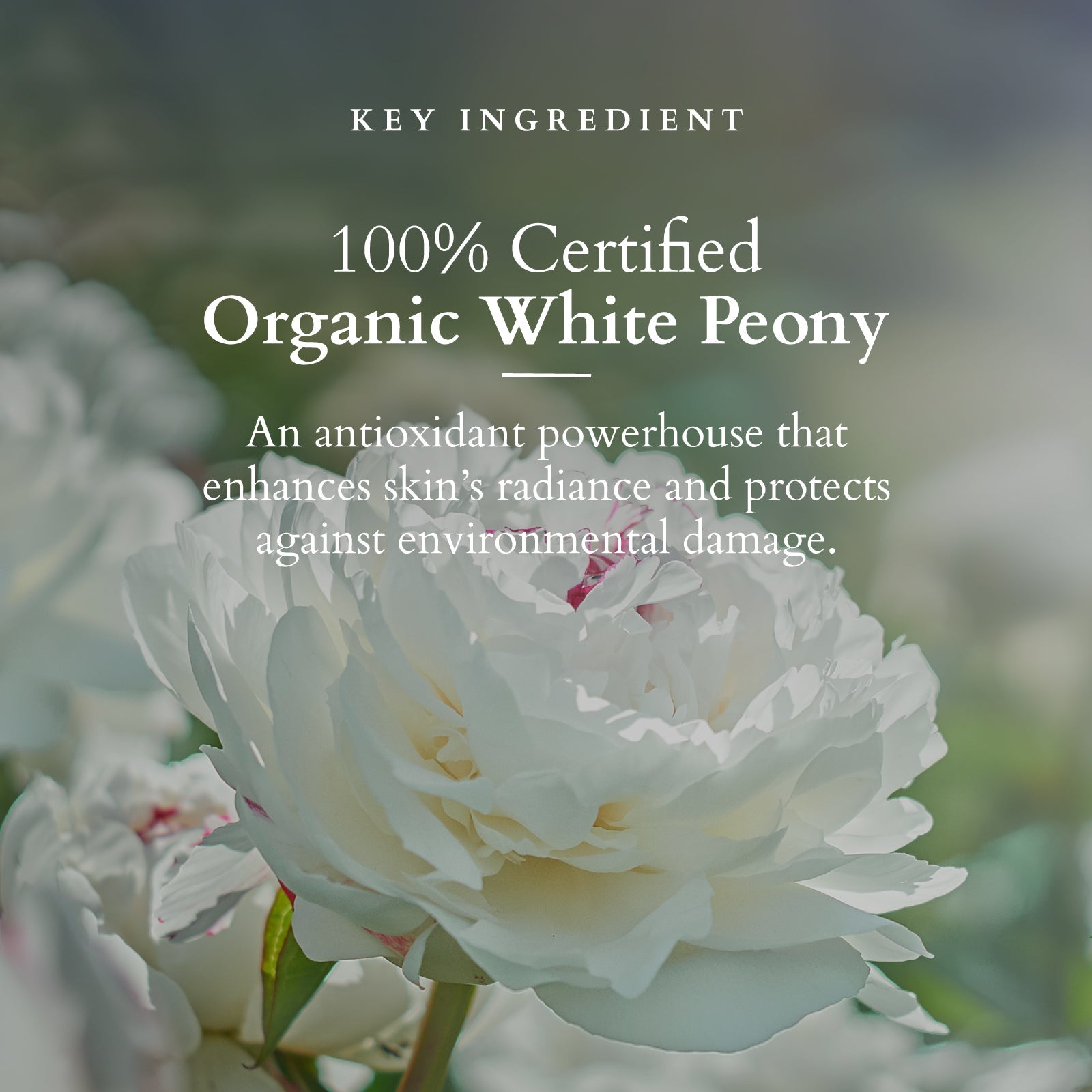 Organics+ Brightening De-Tan Face Pack 