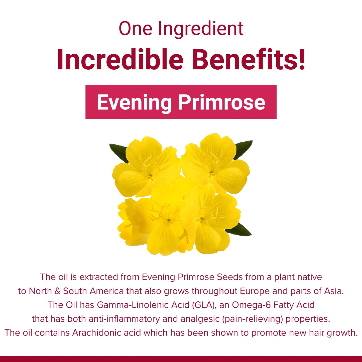 SupaSupp Evening Primrose Oil - Women's Health | Plant Source Of Gamma-Linolenic Acid | Health Supplement | 60 Veg Cap, 500 mg 500mg