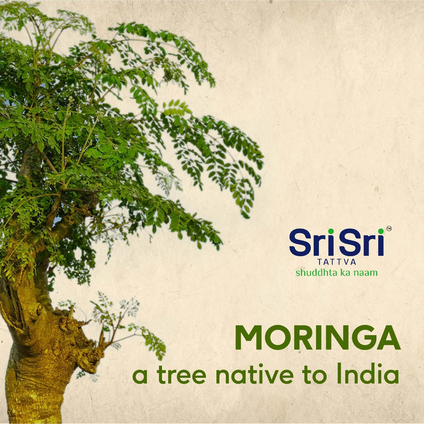 Moringa Powder, 100 g 100g