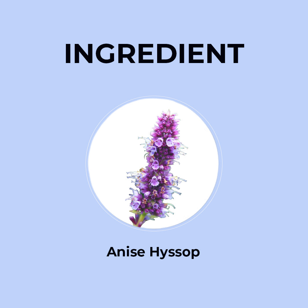 Anise Hyssop Flower Tea - 20g | Pack of 2 20G