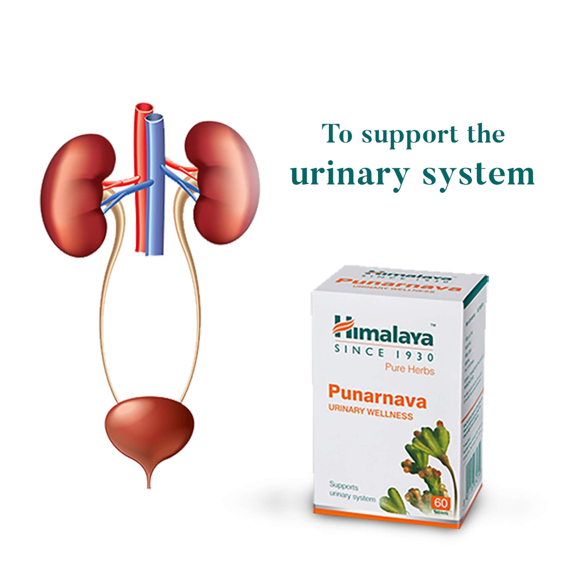 Punarnava 60 Tablets