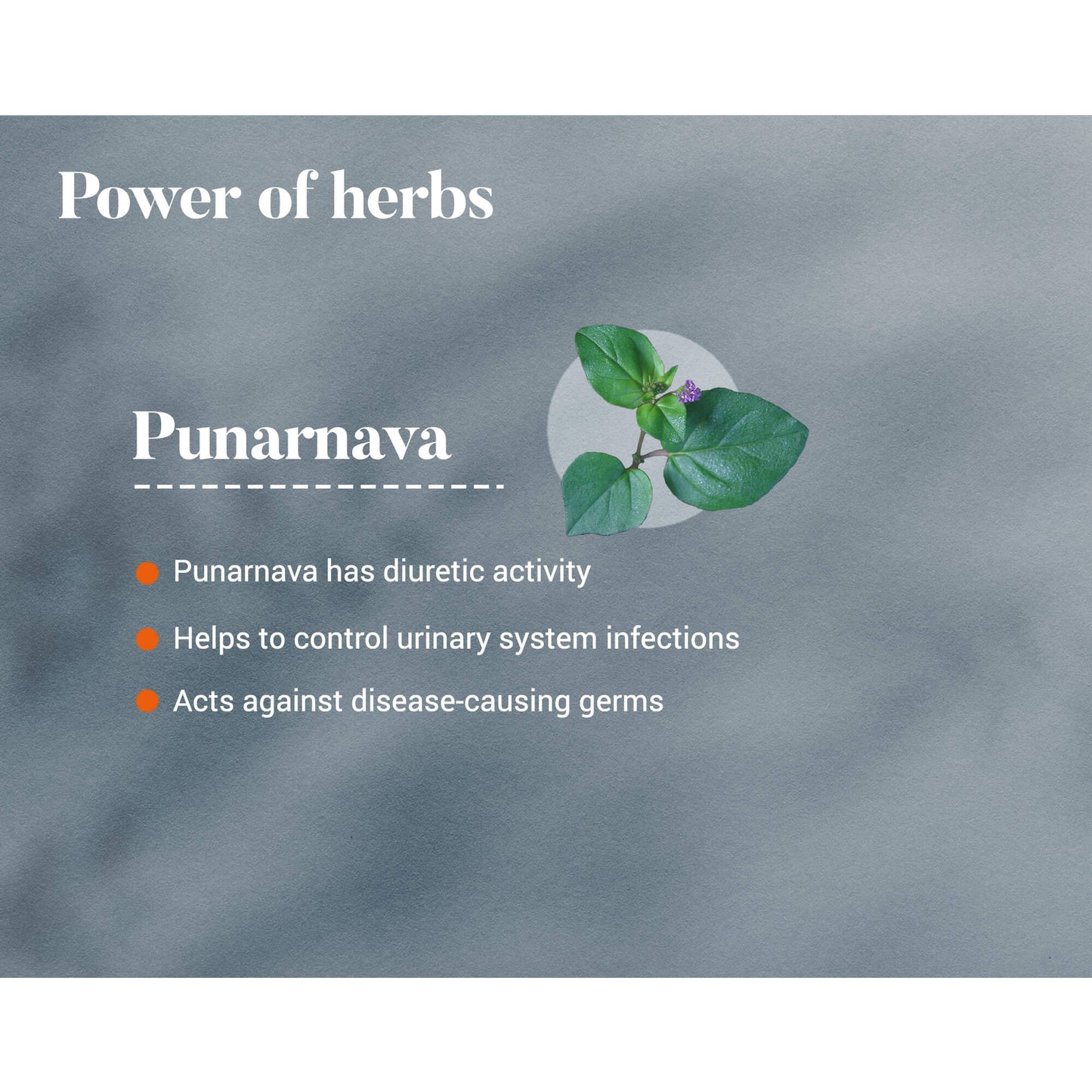 Punarnava 60 Tablets