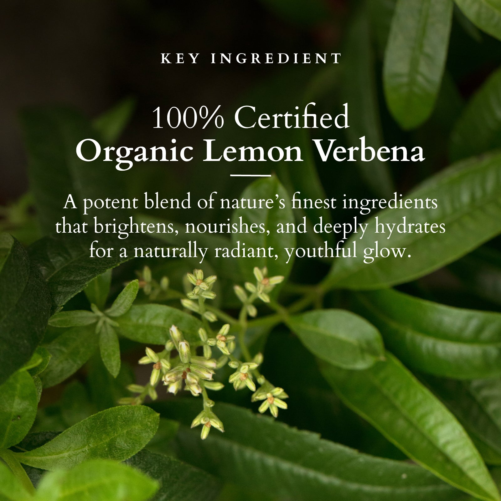 Organics+ Vitamin-C Radiance Booster cream 