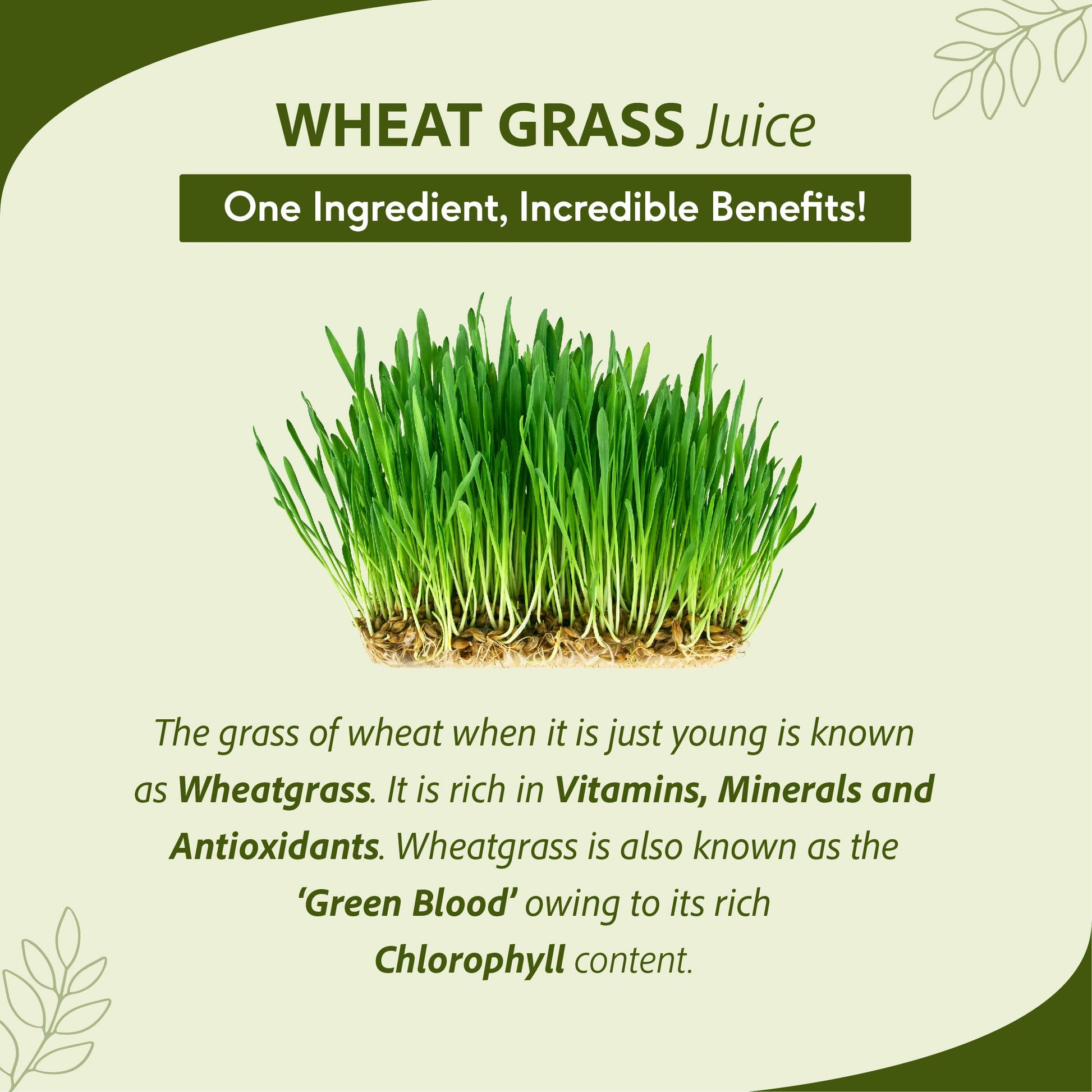 Wheat Grass Juice - Daily Fitness Essential | High In Nutrients & Antioxidants, Daily Detox, Overall Fitness | 1 L 1L