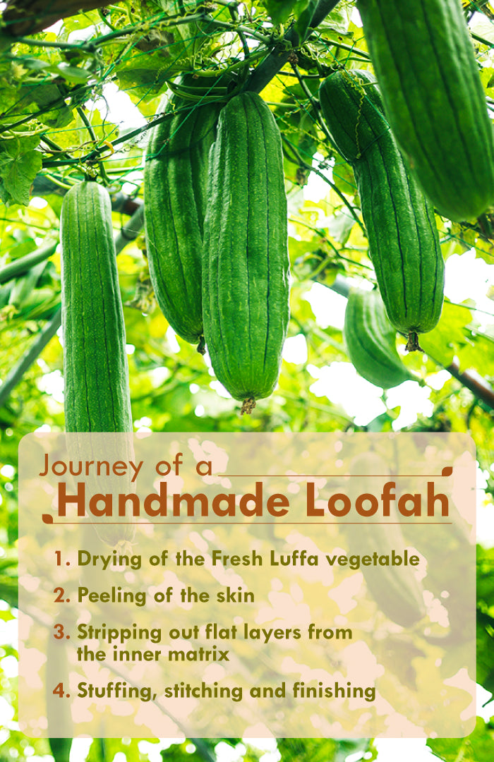 Sun Dried Loofah - Twin Pack 2個パック